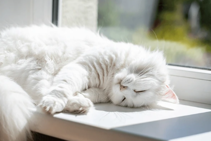 Cozy cat napping in warm light